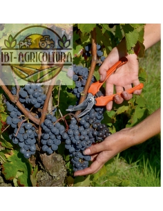 Forbice Cogliuva Pradines Lama Curva P123-19 Bahco