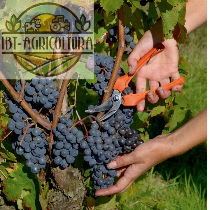 Forbice Cogliuva Pradines Lama Curva P123-19 Bahco