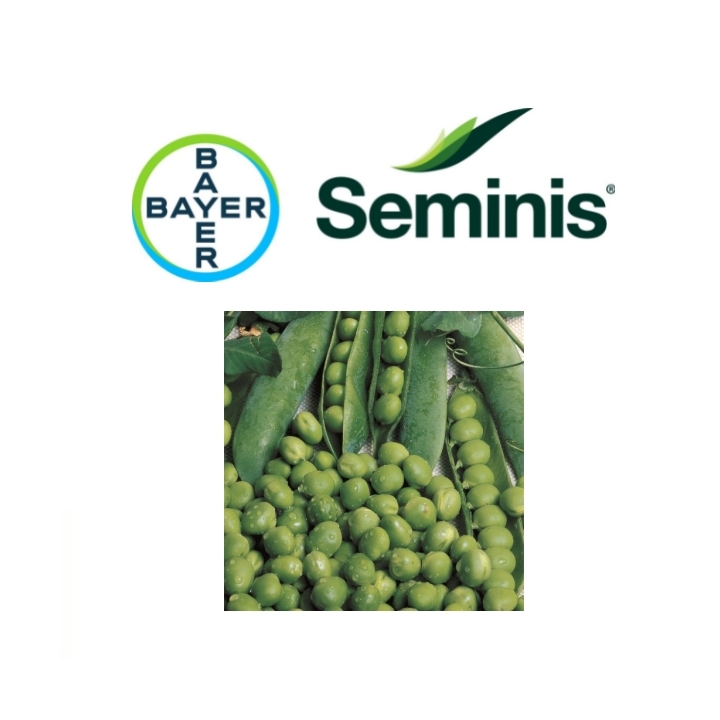 Pisello UTRILLO BAYER varietà mezza rama  KG 1