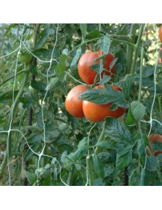 Rete sostegno ortaggi mt 2x10