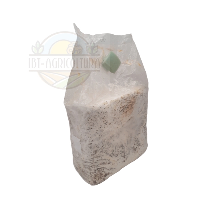 Balletta substrato per la produzione di funghi cardoncelli