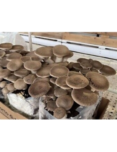 Balletta substrato per la produzione di funghi cardoncelli