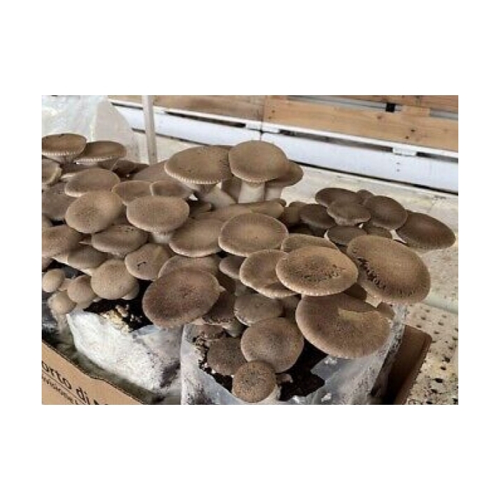 Balletta substrato per la produzione di funghi cardoncelli