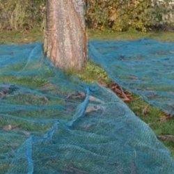 rete olive grande formato raccolta olive