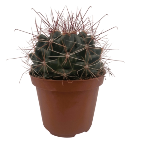 Piantina Hamatocactus Setispinus in vaso 10
