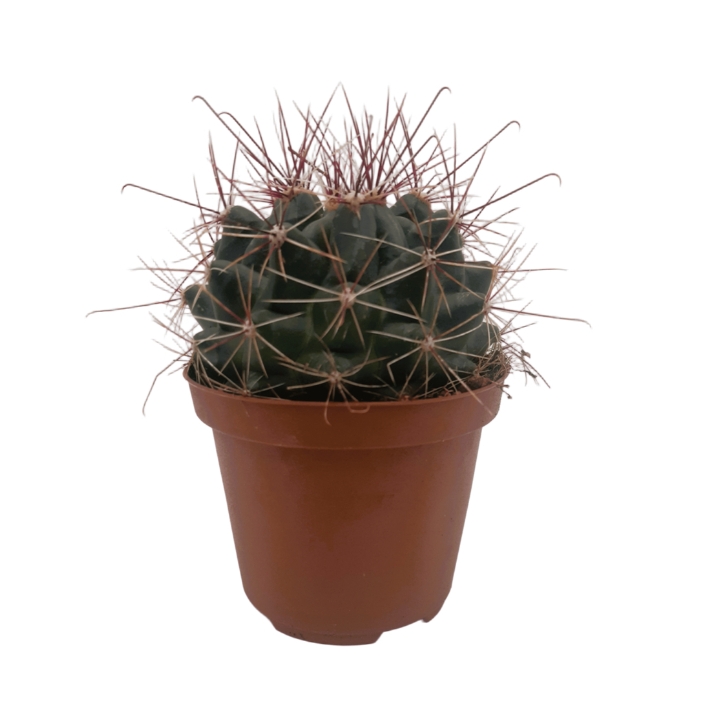 Piantina Hamatocactus Setispinus in vaso 10