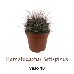 Piantina Hamatocactus Setispinus in vaso 10