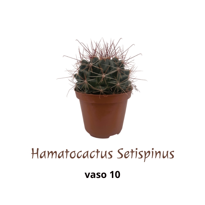 Piantina Hamatocactus Setispinus in vaso 10
