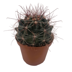 Piantina Hamatocactus Setispinus in vaso 10