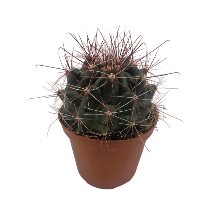 Piantina Hamatocactus Setispinus in vaso 10