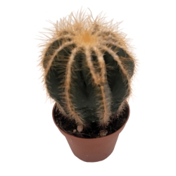 Piantina Notocactus Warasii in vaso 10