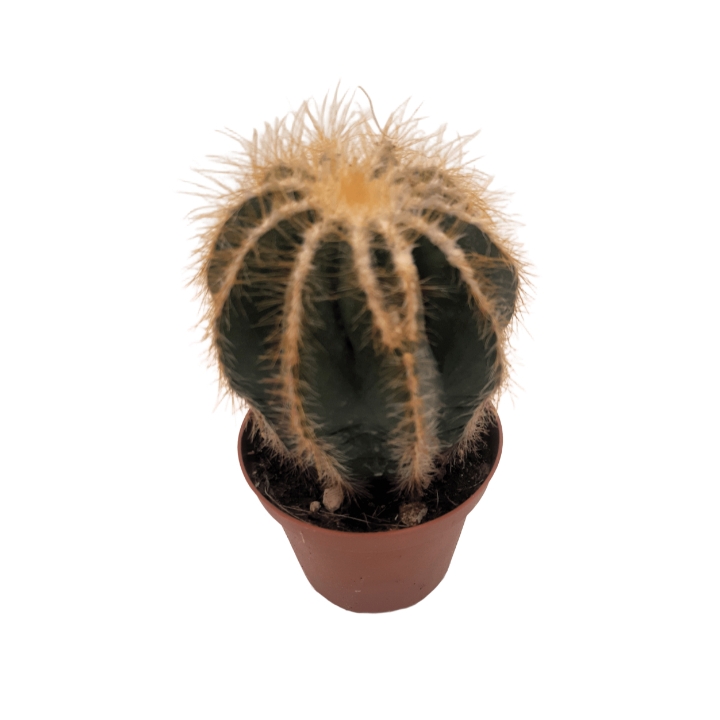 Piantina Notocactus Warasii in vaso 10