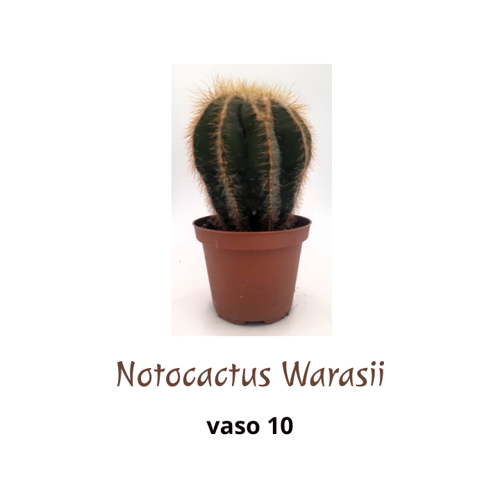 Piantina Notocactus Warasii in vaso 10