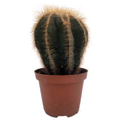 Piantina Notocactus Warasii in vaso 10