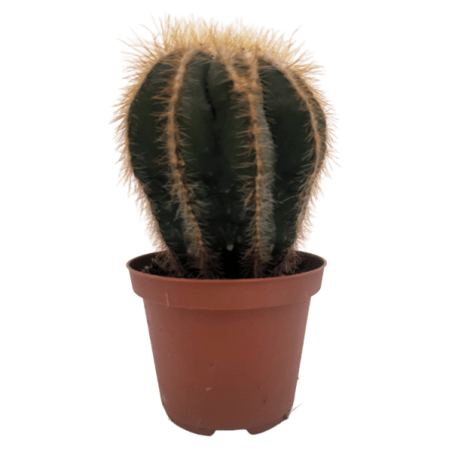 Piantina Notocactus Warasii in vaso 10
