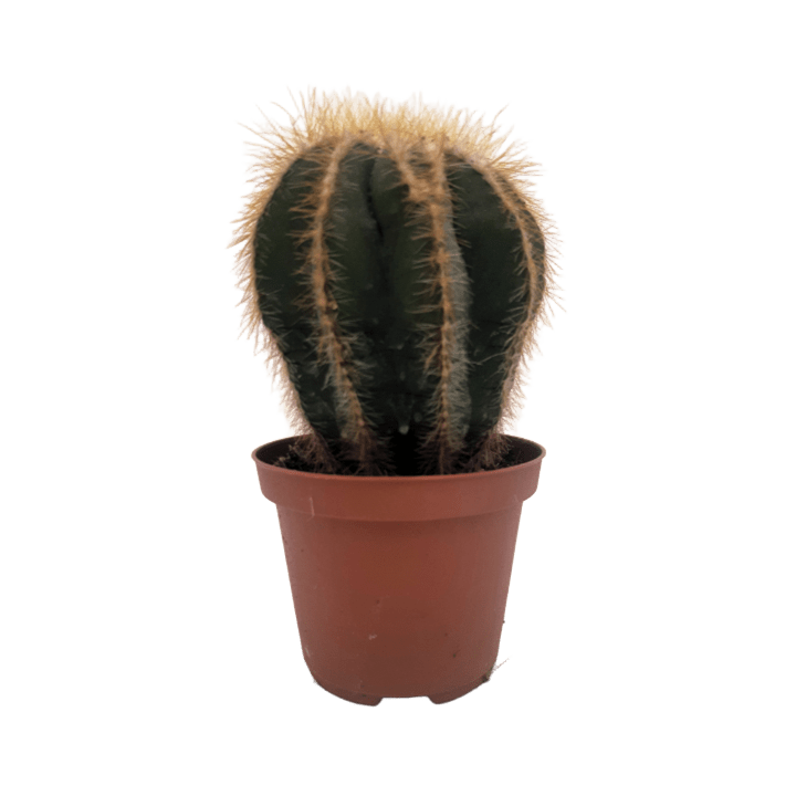 Piantina Notocactus Warasii in vaso 10