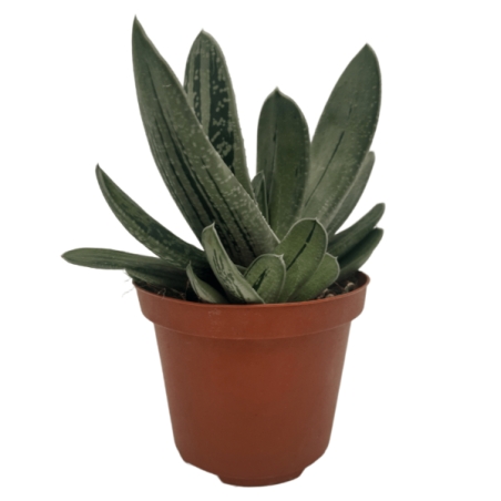 Piantina Gasteria Little Warty in vaso 10