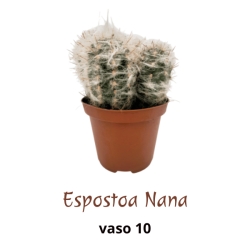 Piantina Espostoa Nana in vaso 10