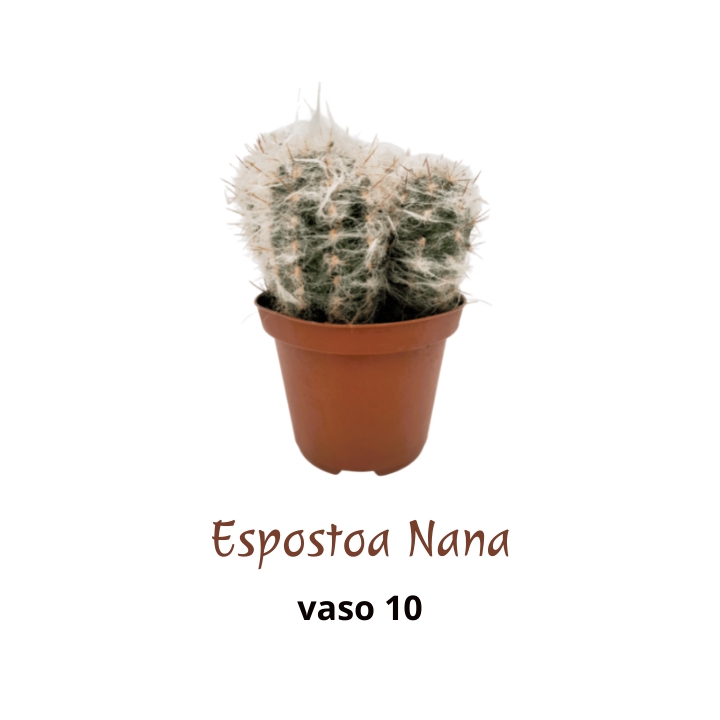 Piantina Espostoa Nana in vaso 10