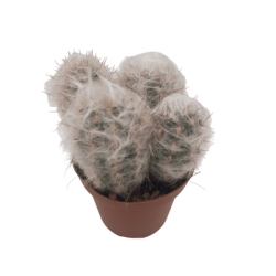 Piantina Espostoa Nana in vaso 10