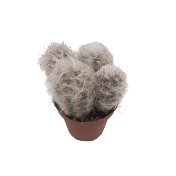 Piantina Espostoa Nana in vaso 10