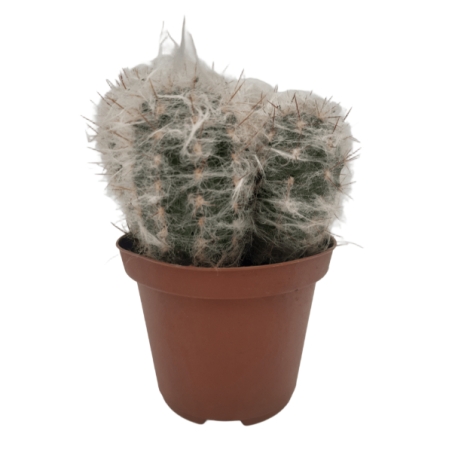 Piantina Espostoa Nana in vaso 10