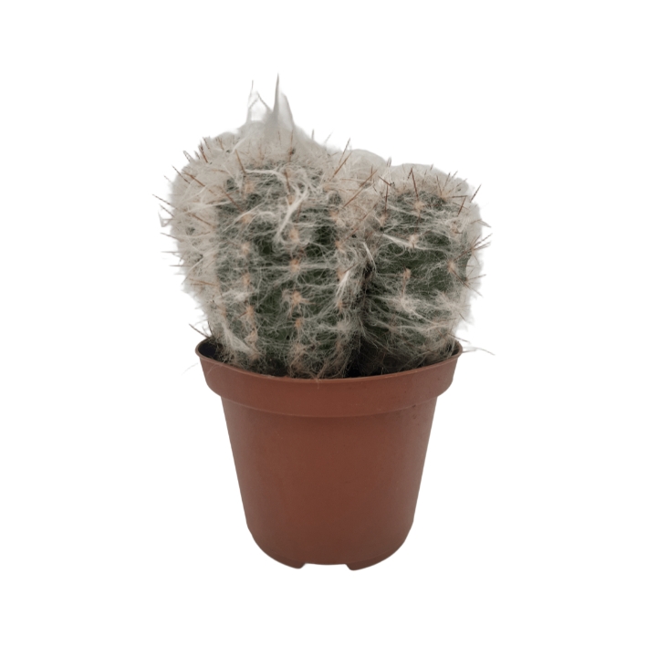 Piantina Espostoa Nana in vaso 10