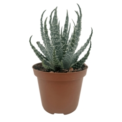Piantina Aloe Humilis in vaso 10