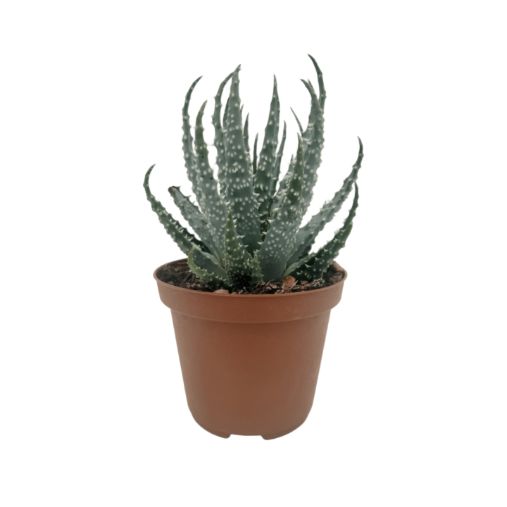 Piantina Aloe Humilis in vaso 10