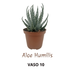 Piantina Aloe Humilis in vaso 10