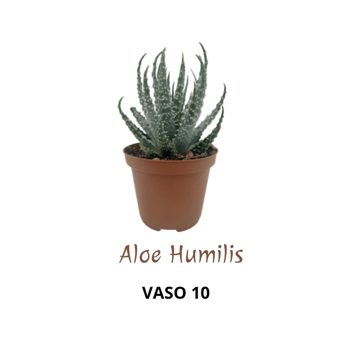 Piantina Aloe Humilis in vaso 10