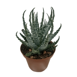 Piantina Aloe Humilis in vaso 10
