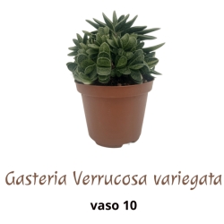 Piantina Gasteria Verrucosa variegata in vaso 10