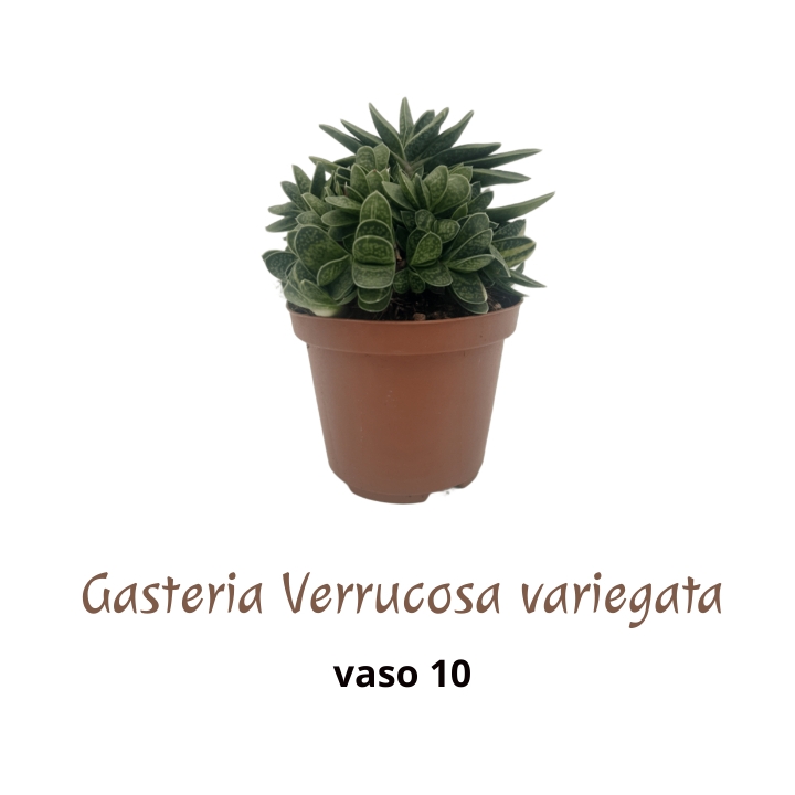 Piantina Gasteria Verrucosa variegata in vaso 10