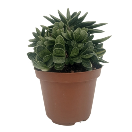 Piantina Gasteria Verrucosa variegata in vaso 10