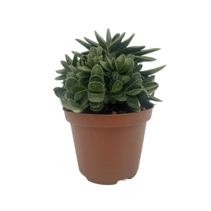 Piantina Gasteria Verrucosa variegata in vaso 10