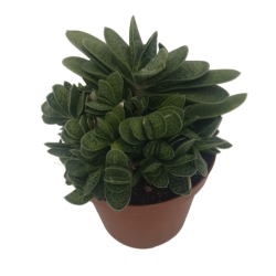 Piantina Gasteria Verrucosa variegata in vaso 10