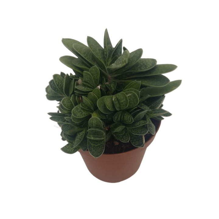 Piantina Gasteria Verrucosa variegata in vaso 10