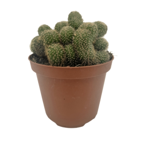 Piantina Chamaecereus Silvestrii Crestata in vaso 10