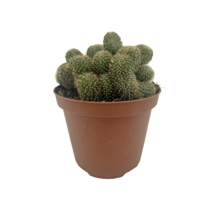 Piantina Chamaecereus Silvestrii Crestata in vaso 10