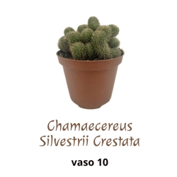 Piantina Chamaecereus Silvestrii Crestata in vaso 10