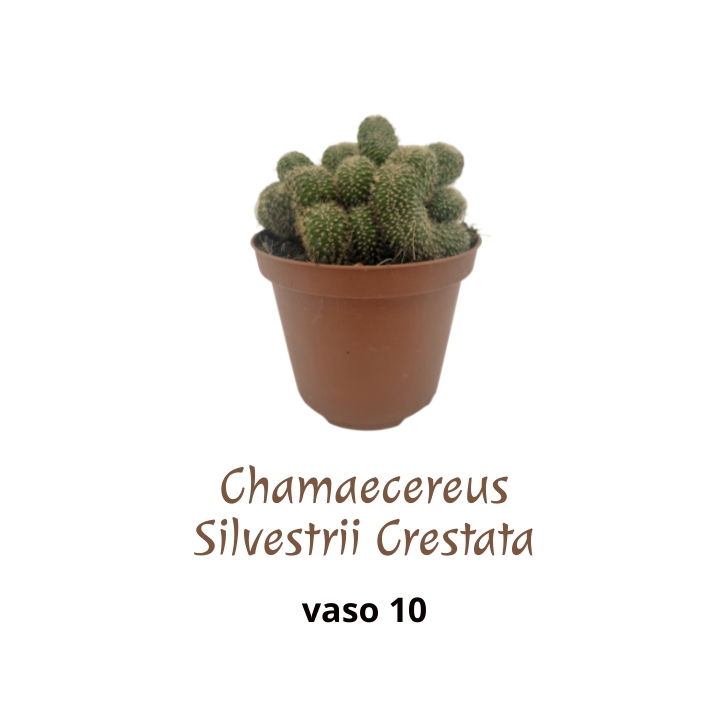 Piantina Chamaecereus Silvestrii Crestata in vaso 10