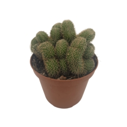 Piantina Chamaecereus Silvestrii Crestata in vaso 10