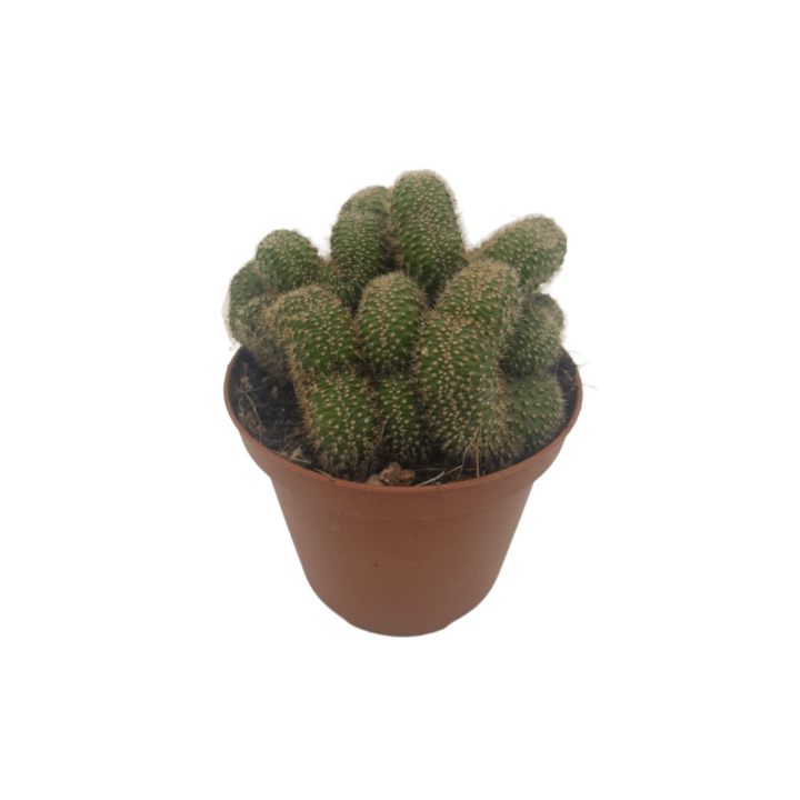 Piantina Chamaecereus Silvestrii Crestata in vaso 10