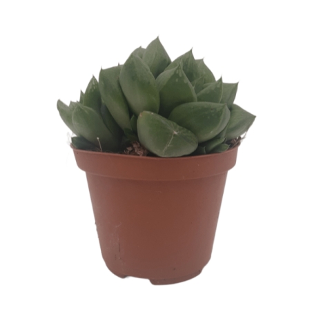 Piantina Haworthia Obtusa in vaso 10