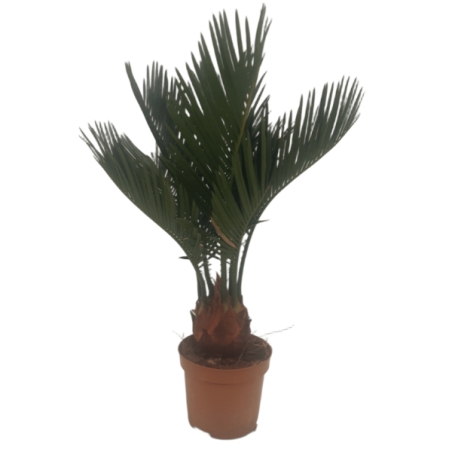 Piantina Cicas Revoluta in vaso 8