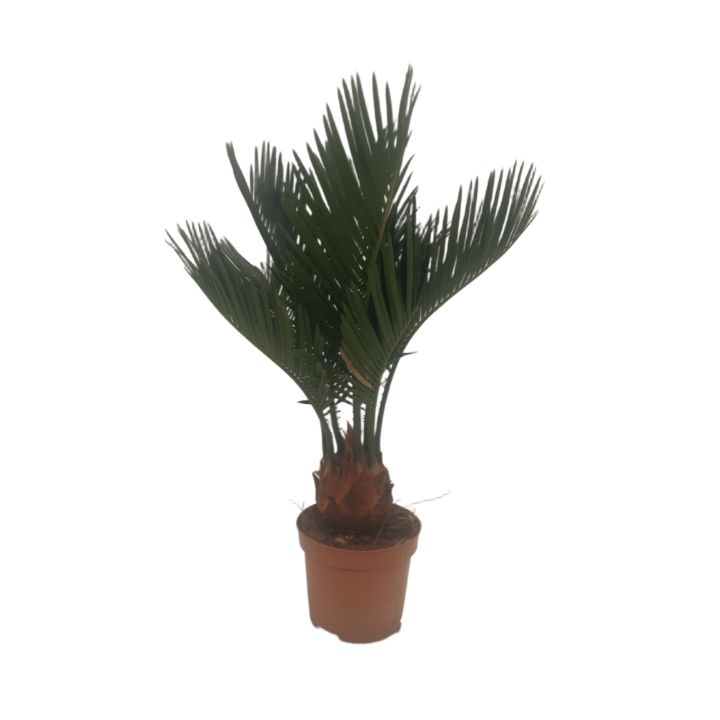 Piantina Cicas Revoluta in vaso 8