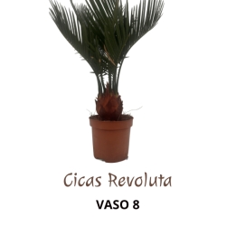 Piantina Cicas Revoluta in vaso 8