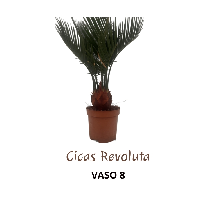 Piantina Cicas Revoluta in vaso 8