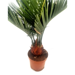 Piantina Cicas Revoluta in vaso 8